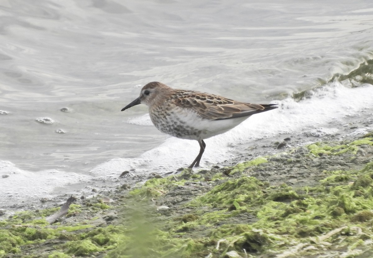 Dunlin - ML639502483