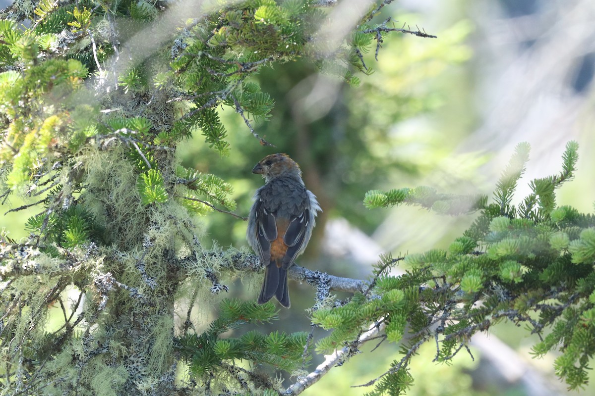 Pine Grosbeak - ML639502492