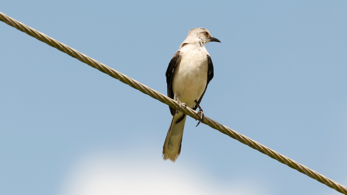 Tropical Mockingbird - ML639502499