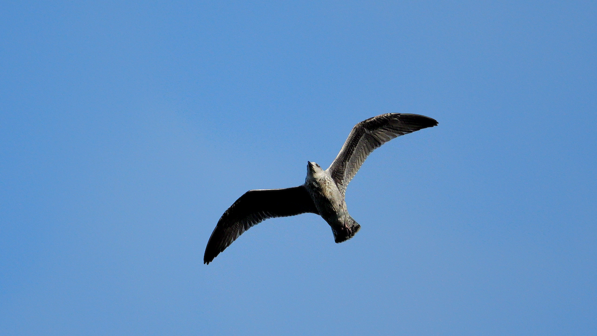 racek žlutonohý - ML639502544