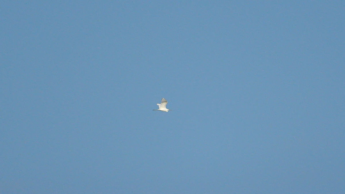 volavka modrošedá - ML639502560