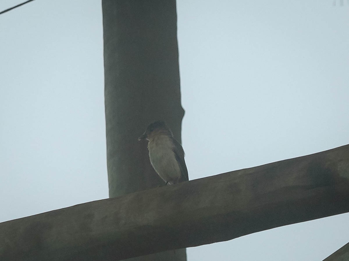 Crested Becard - ML639502574