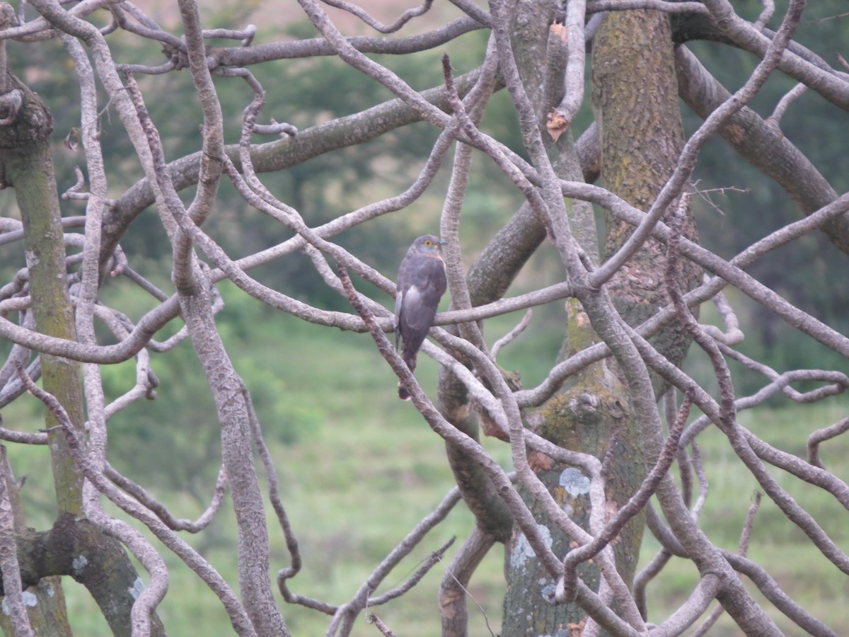 Common Hawk-Cuckoo - ML639502611