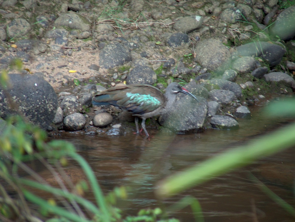 Hadada Ibis - ML639502638