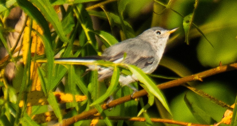 Blue-gray Gnatcatcher - ML639502663