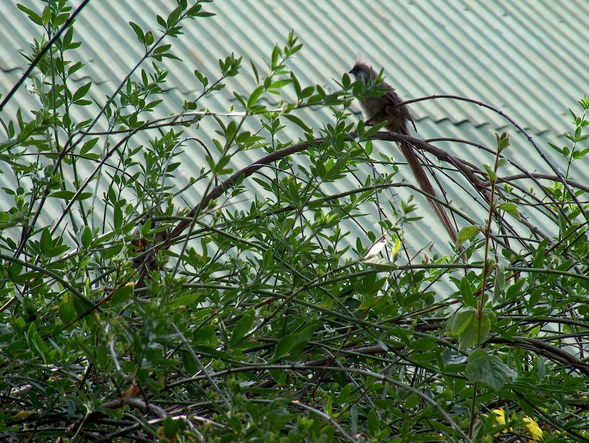 Speckled Mousebird - ML639502676