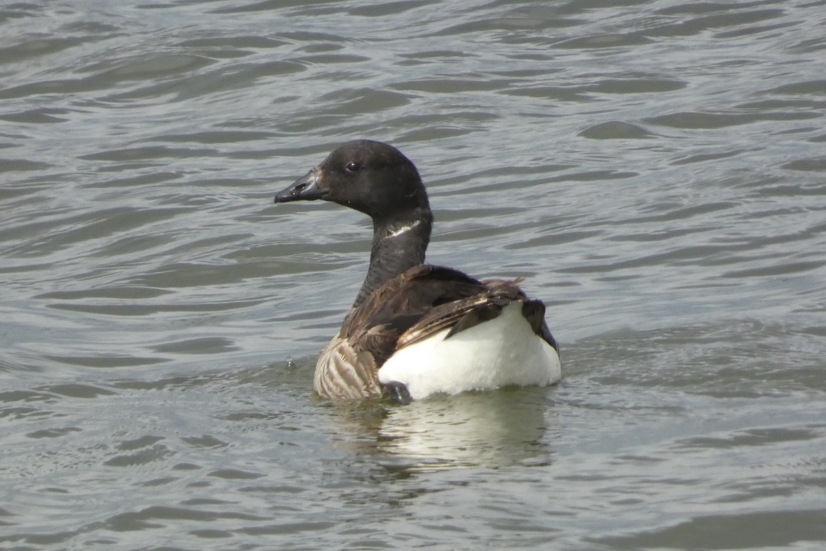 Branta musubeltza - ML639502680