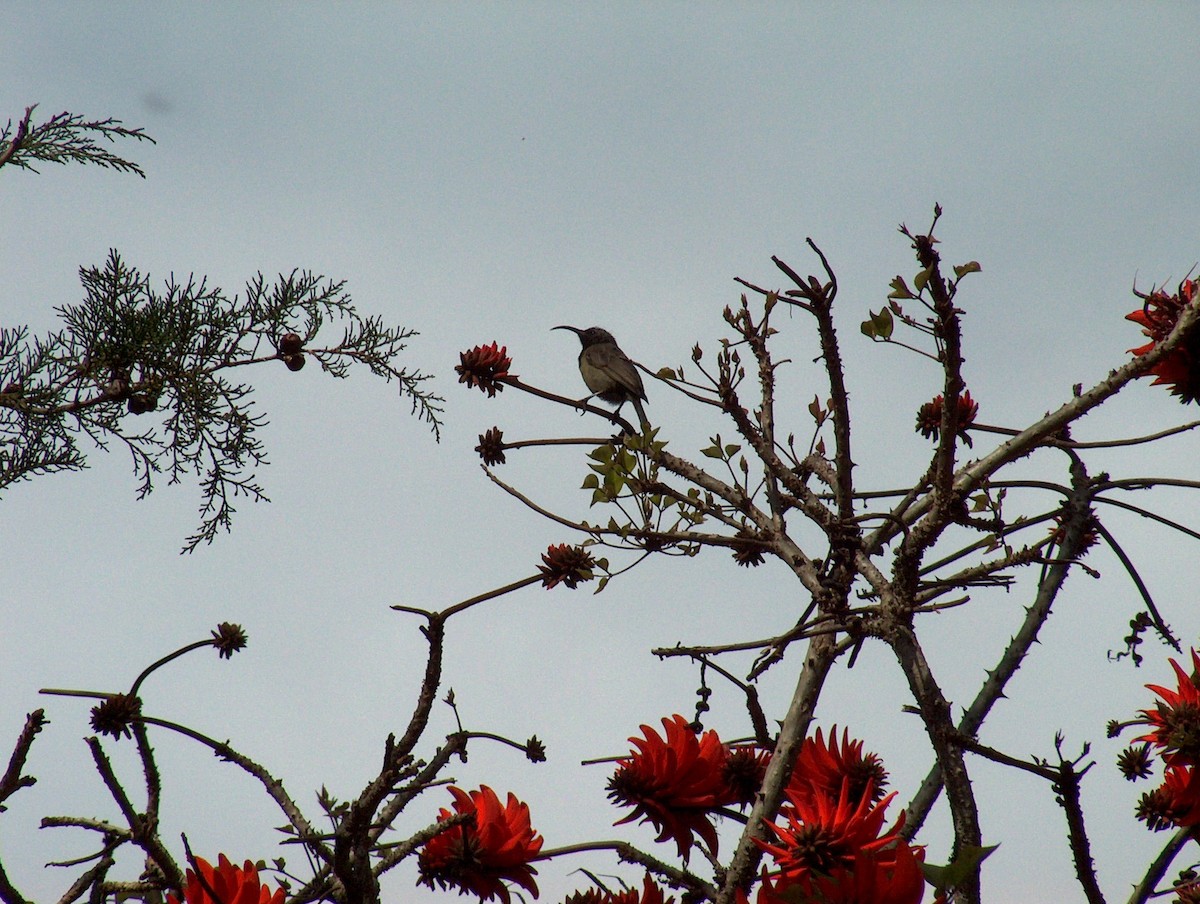 Northern Double-collared Sunbird - ML639502683