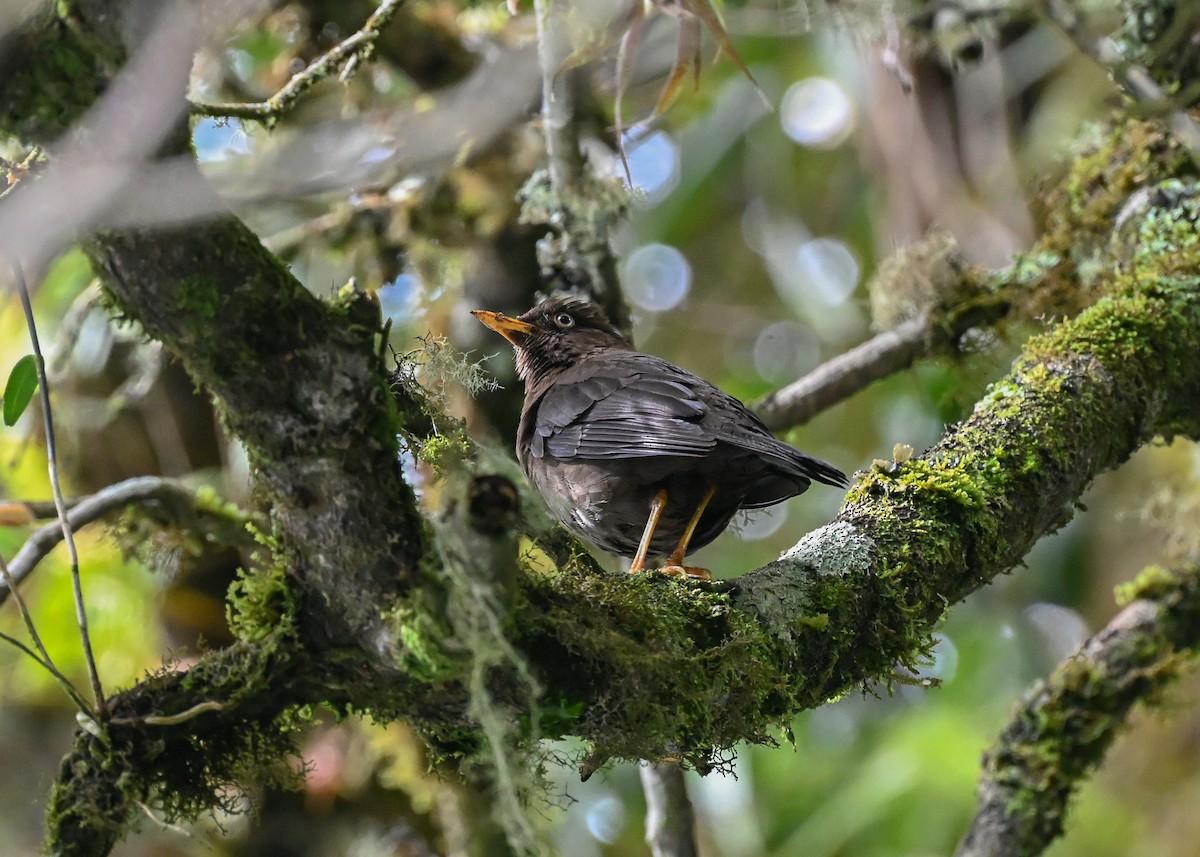 Sooty Thrush - ML639502760