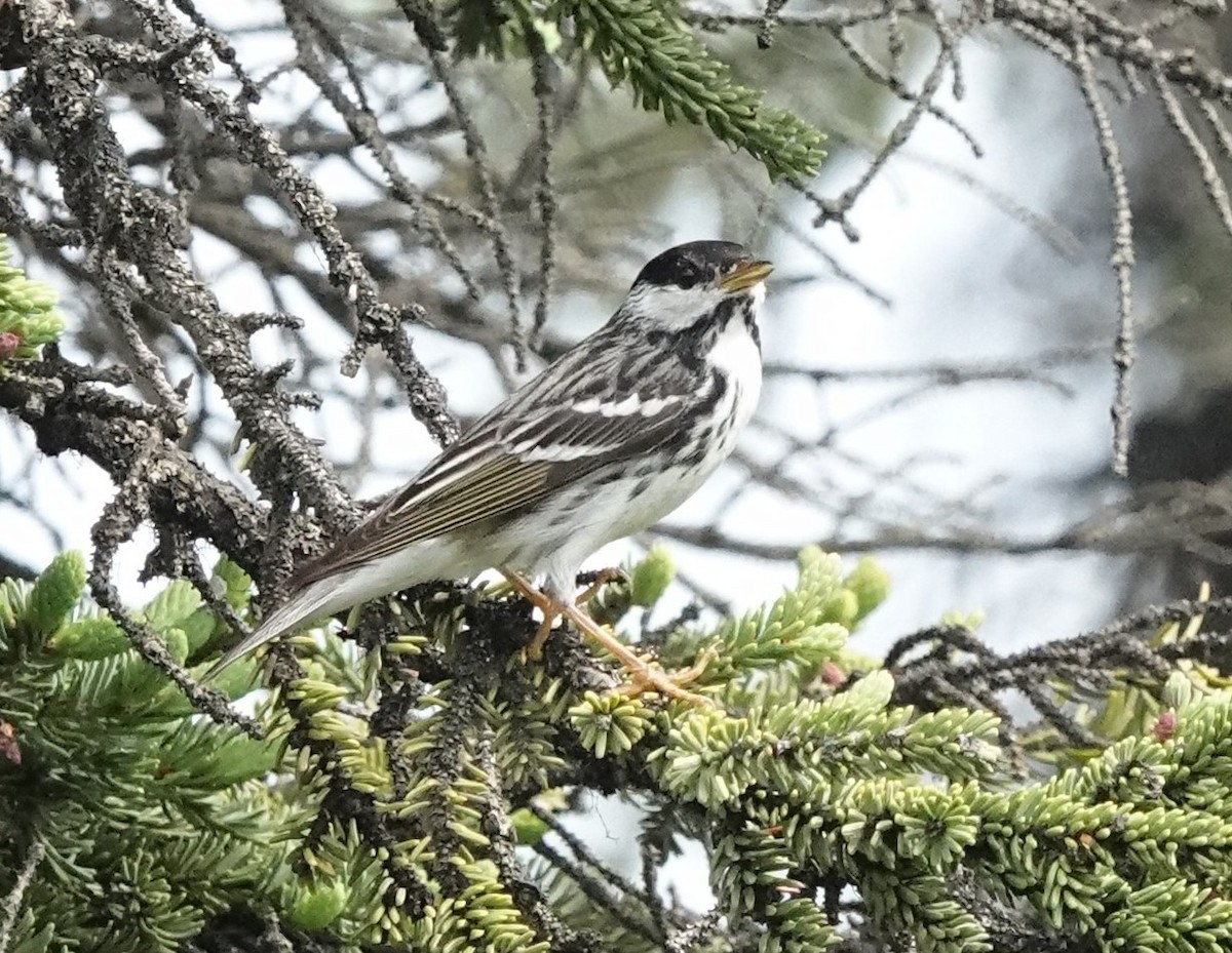 ズグロアメリカムシクイ - ML639502889