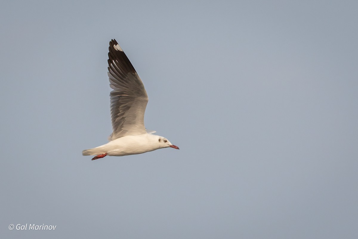 Brown-headed Gull - ML639502957