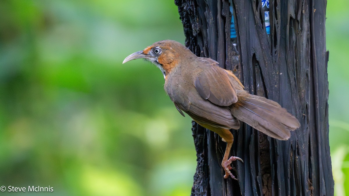 Black-streaked Scimitar-Babbler - ML639503155