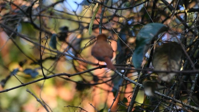 Rufous Casiornis - ML639503160