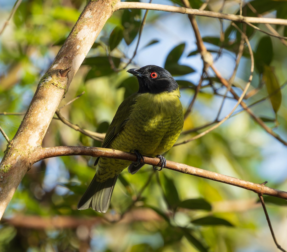 Black-headed Berryeater - ML639503164