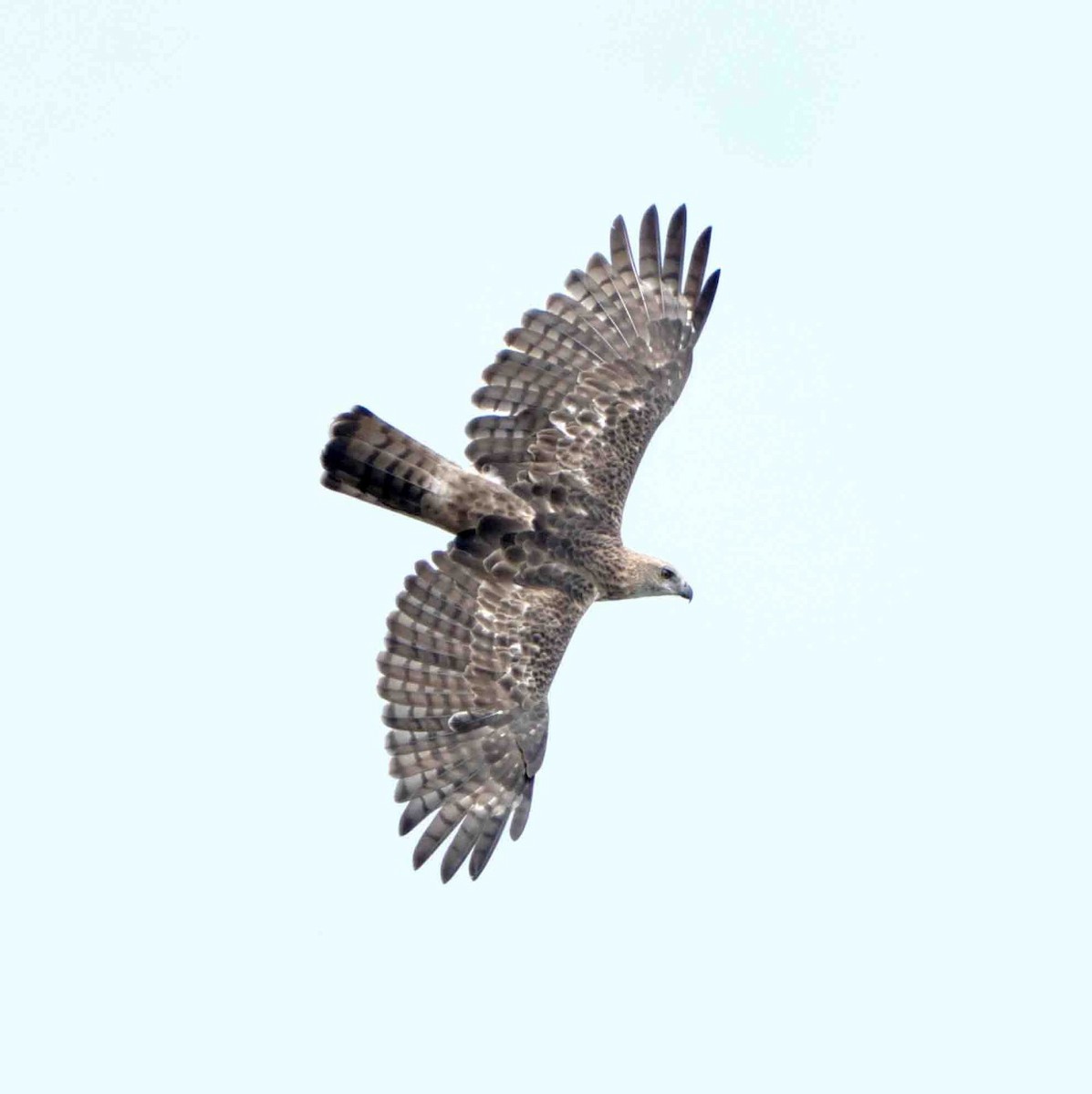 Changeable Hawk-Eagle - ML639503173