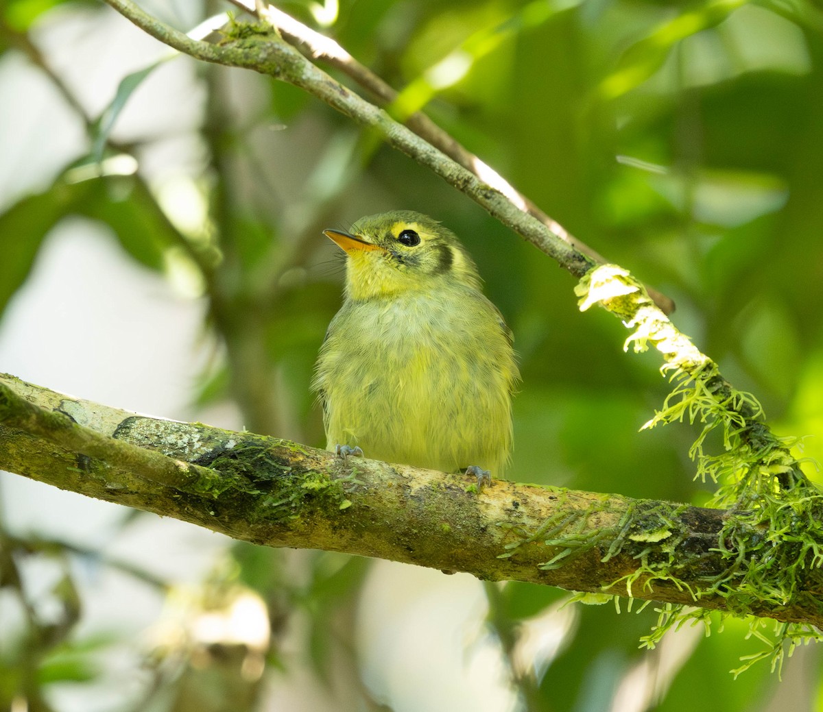 Oustalet's Tyrannulet - ML639503189