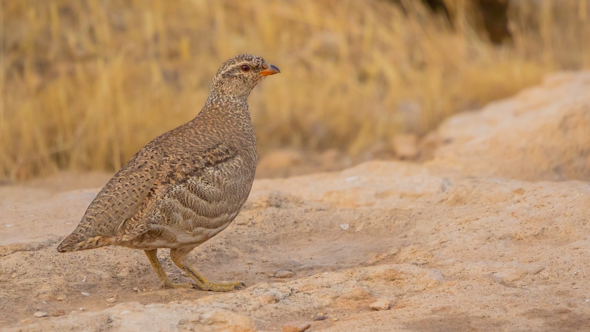 See-see Partridge - ML639503248