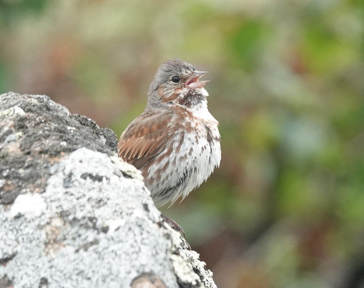 Fox Sparrow - ML639503441