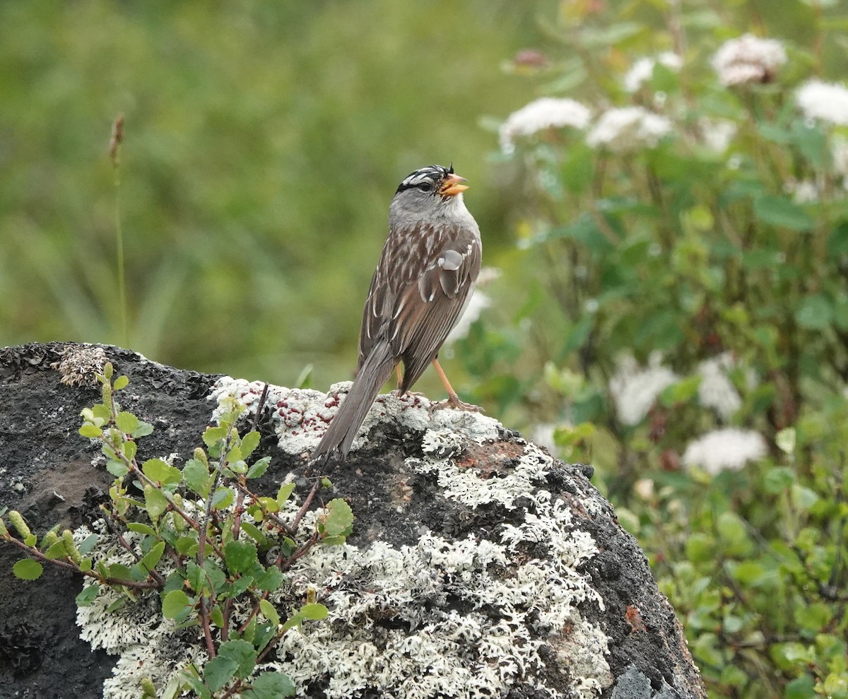 White-crowned Sparrow - ML639503454
