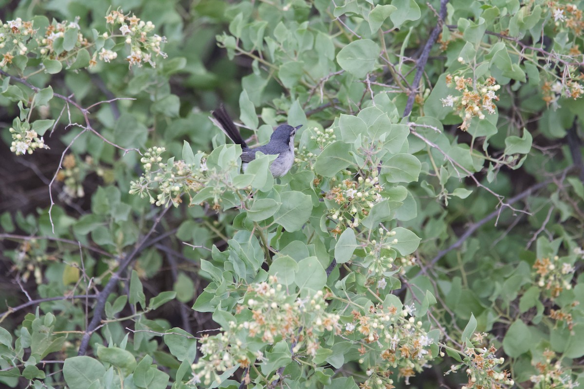 White-browed Gnatcatcher - ML639503494
