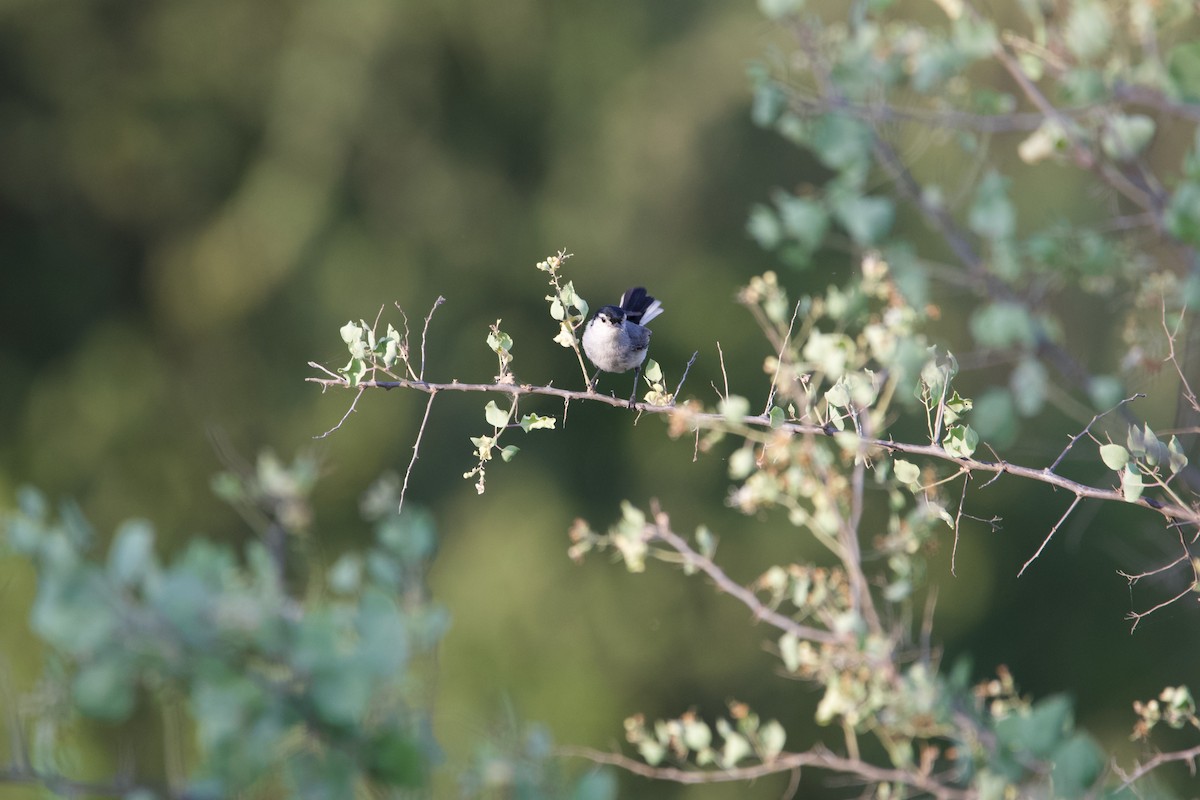 White-browed Gnatcatcher - ML639503546