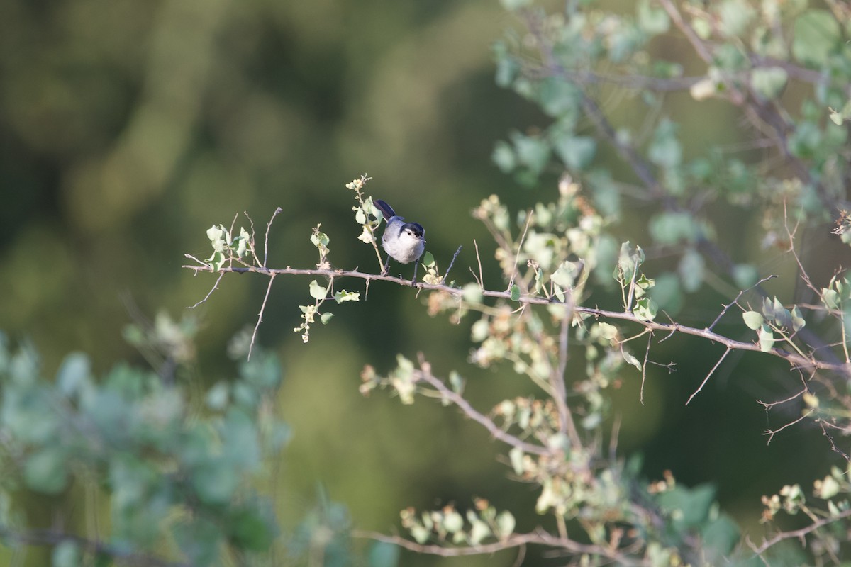 White-browed Gnatcatcher - ML639503547