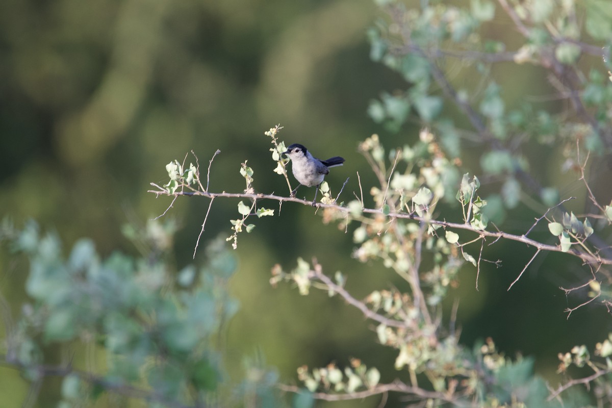 White-browed Gnatcatcher - ML639503548
