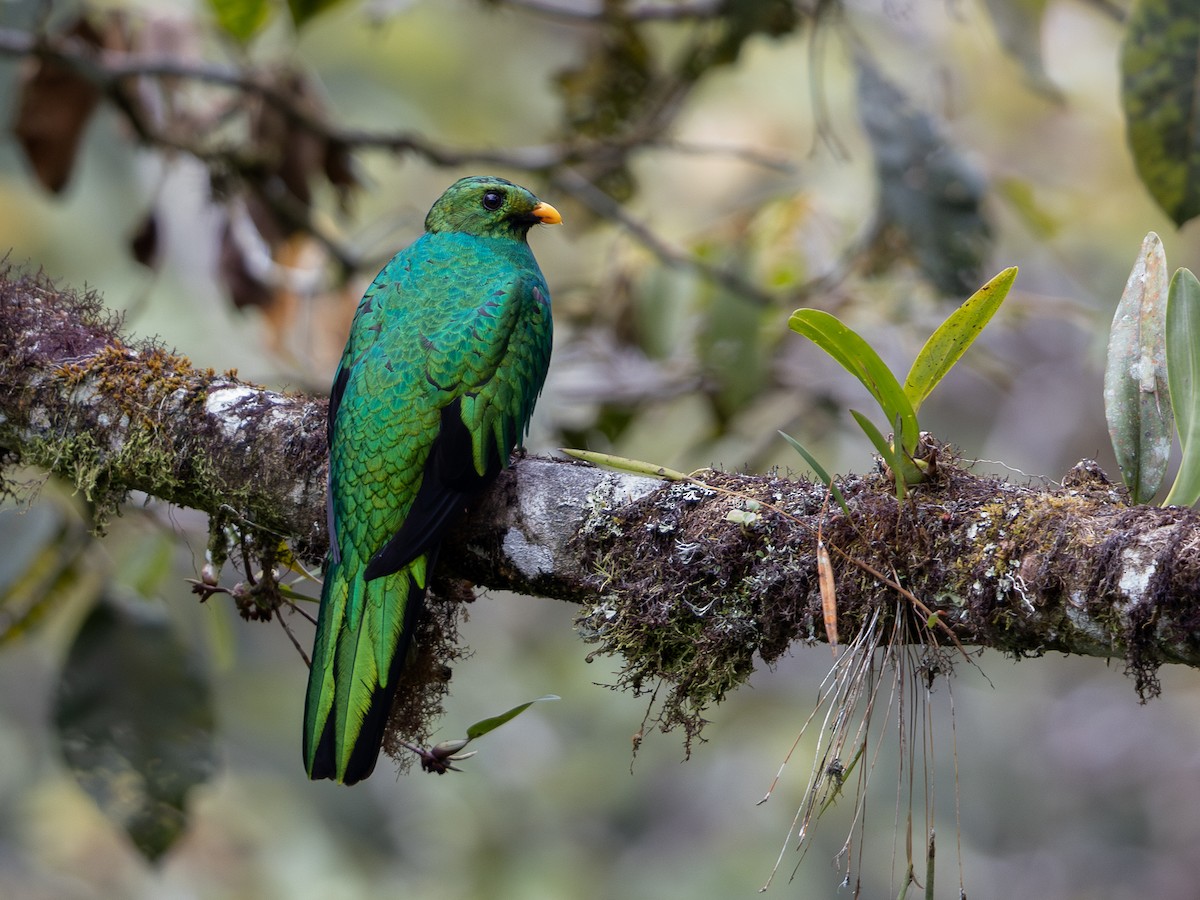 Goldkopftrogon - ML639503598