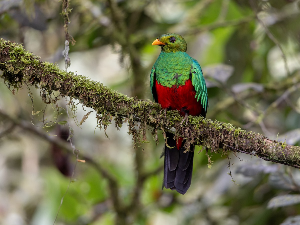 Goldkopftrogon - ML639503599