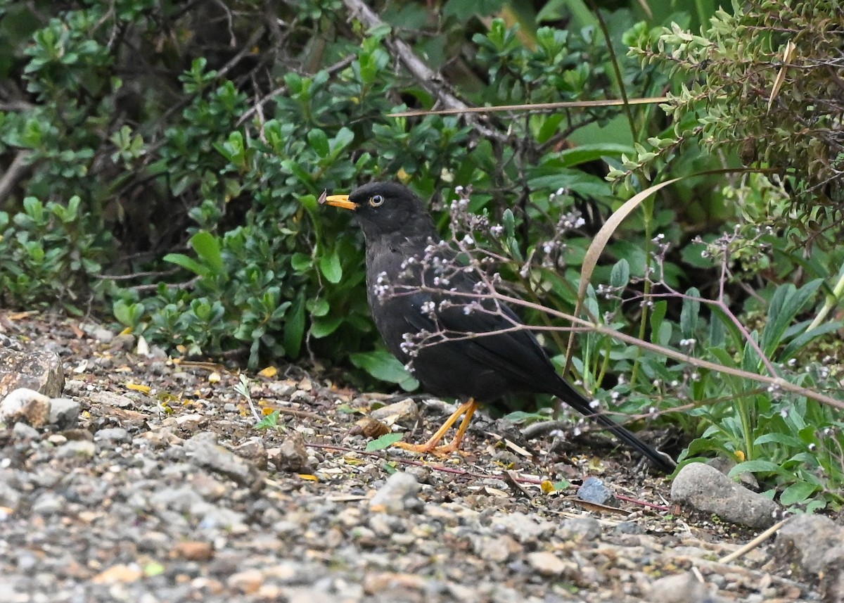 Sooty Thrush - ML639503608