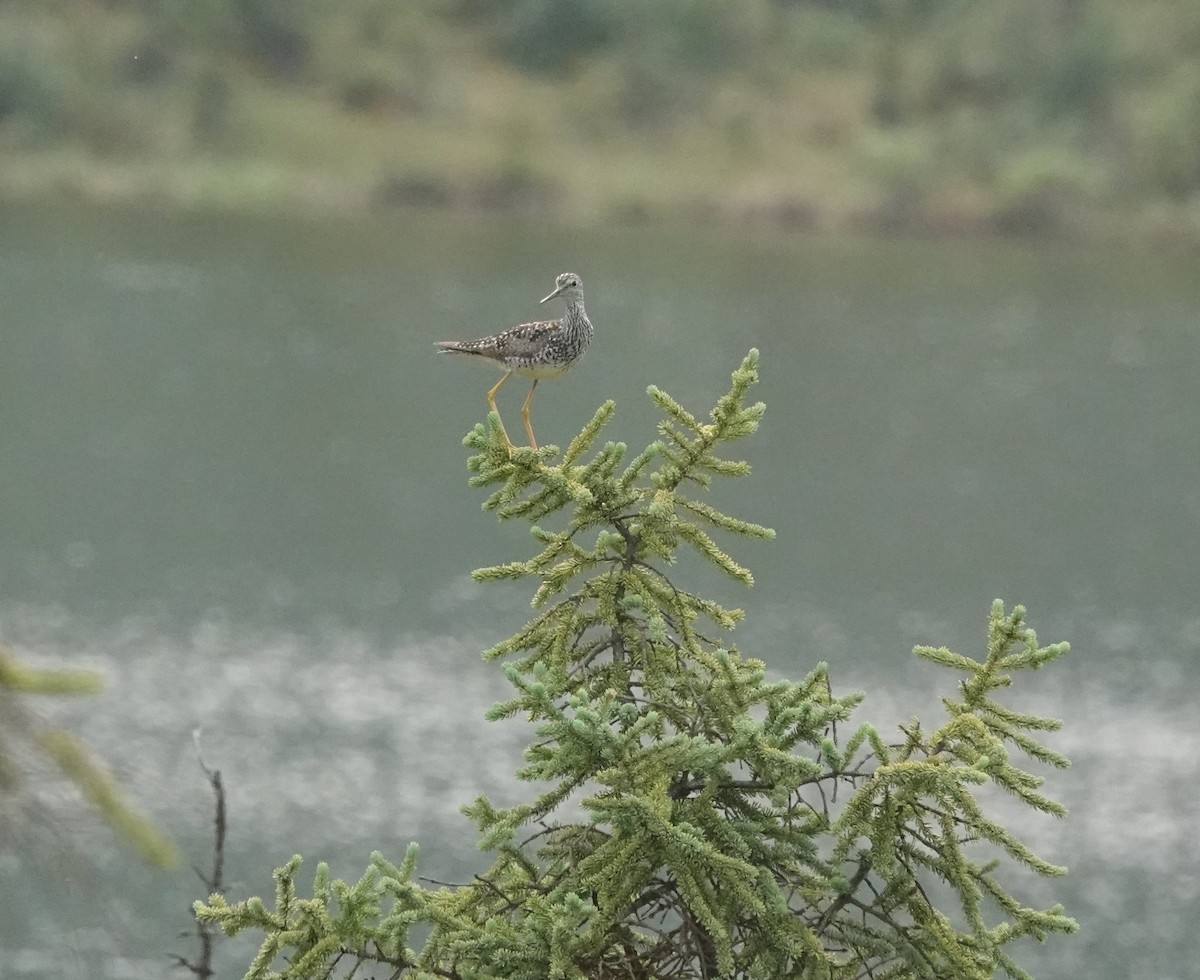 Lesser Yellowlegs - ML639503615