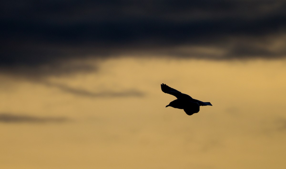Ring-billed Gull - ML639503616