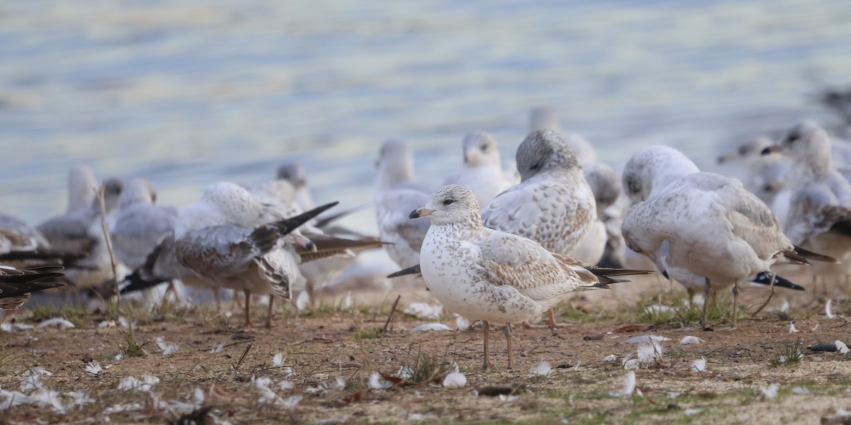 Ring-billed Gull - ML639503617