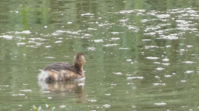 Little Grebe - ML639503763