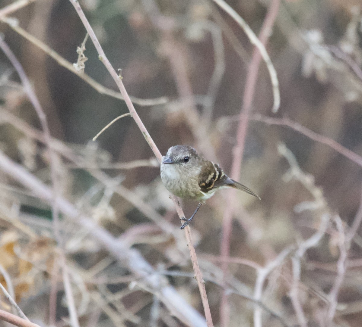 Mouse-gray Flycatcher - ML639503907