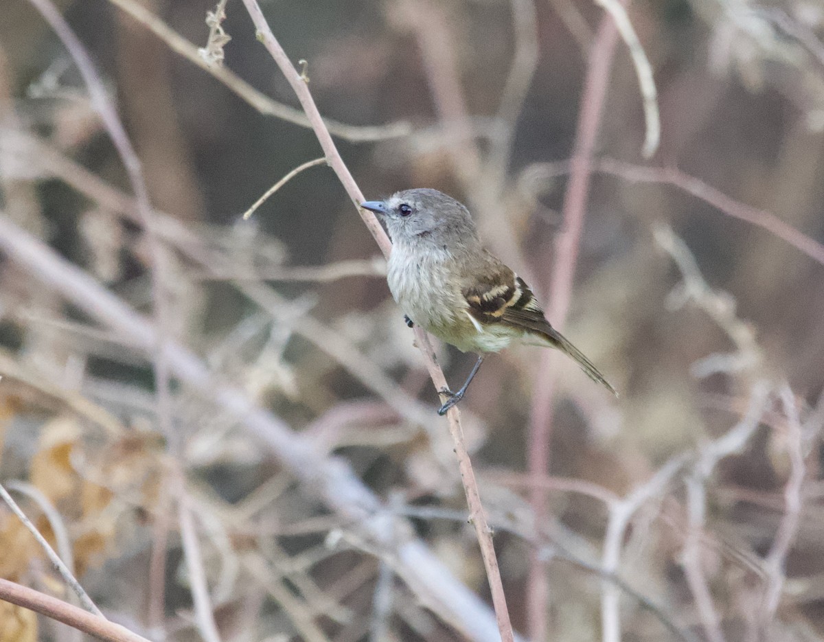 Mouse-gray Flycatcher - ML639503908