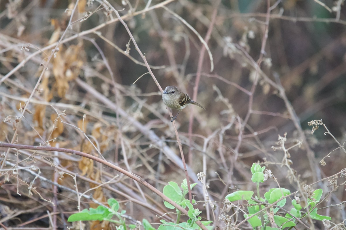 Mouse-gray Flycatcher - ML639503909