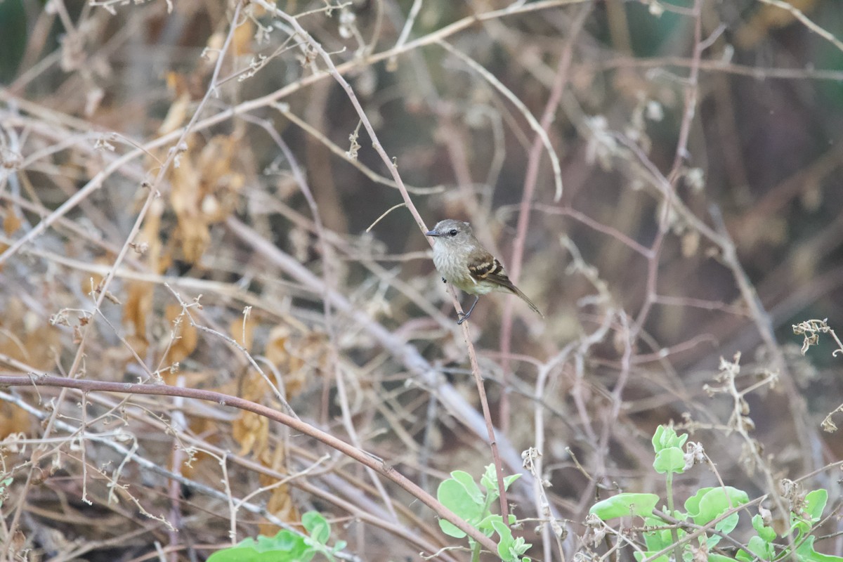 Mouse-gray Flycatcher - ML639503911