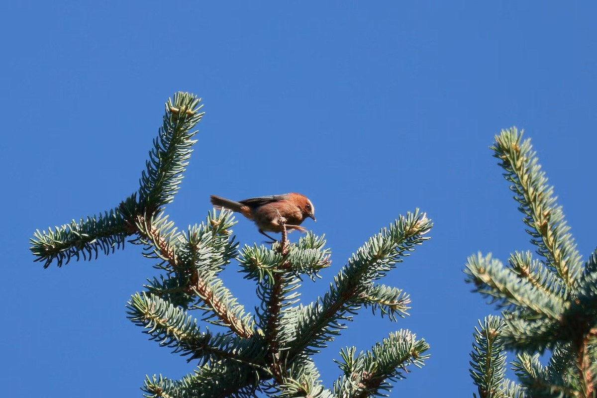 Crested Tit-Warbler - ML639504164