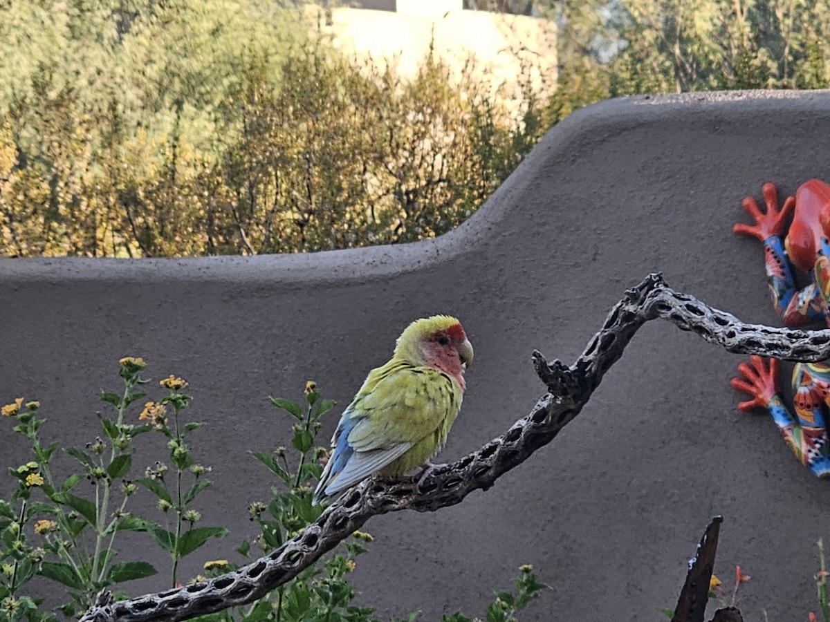Rosy-faced Lovebird - ML639504166