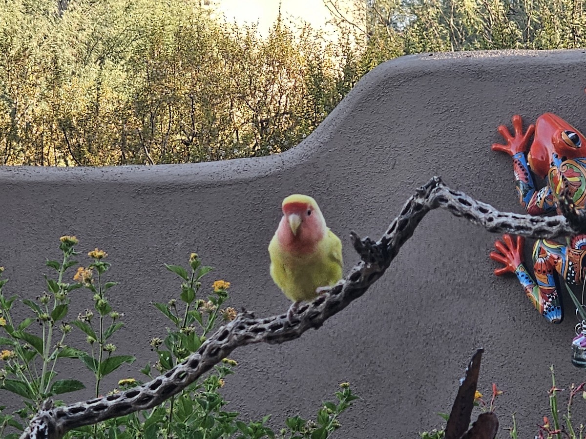 Rosy-faced Lovebird - ML639504167