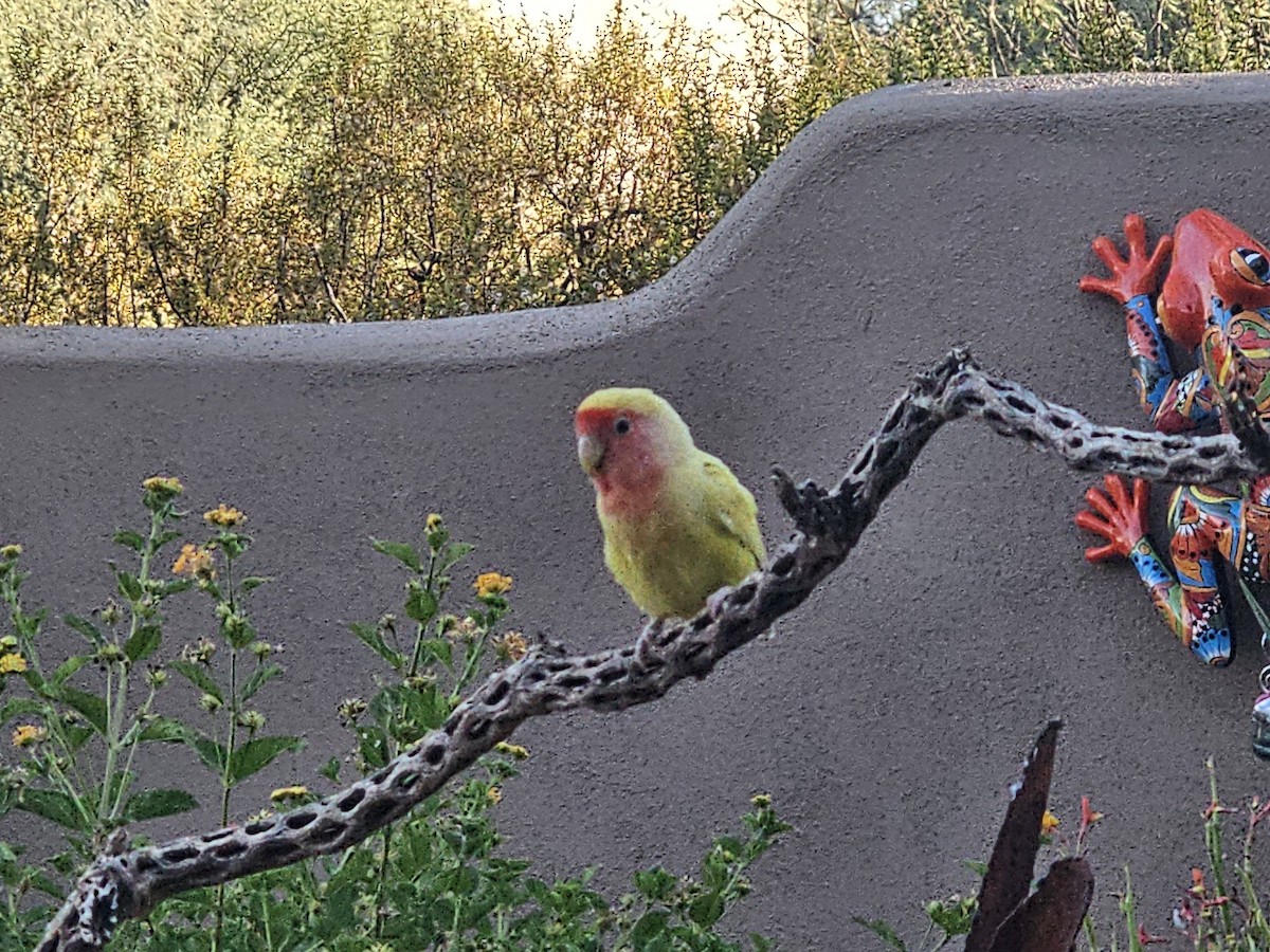 Rosy-faced Lovebird - ML639504168