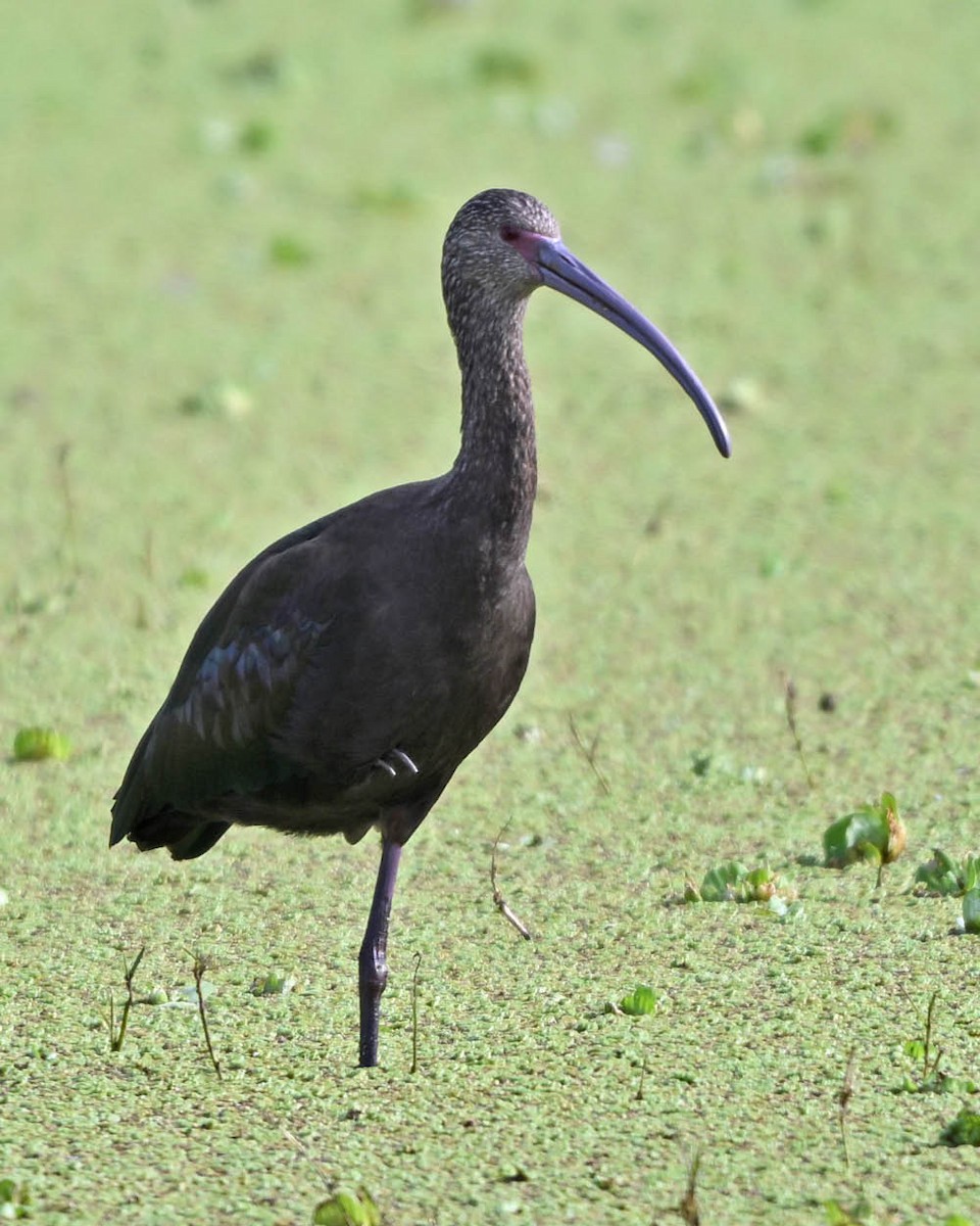 hvitgrimeibis - ML639504198