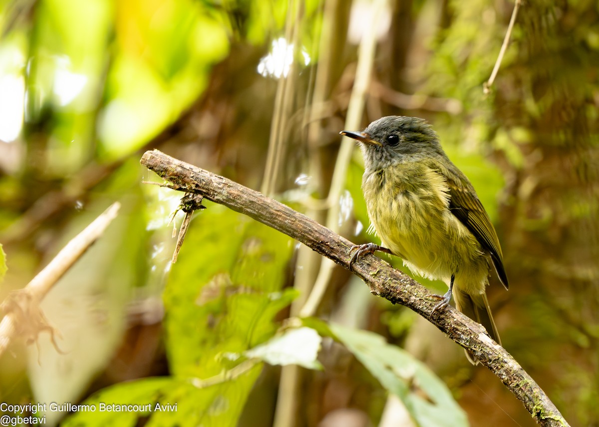 Streak-necked Flycatcher - ML639504241