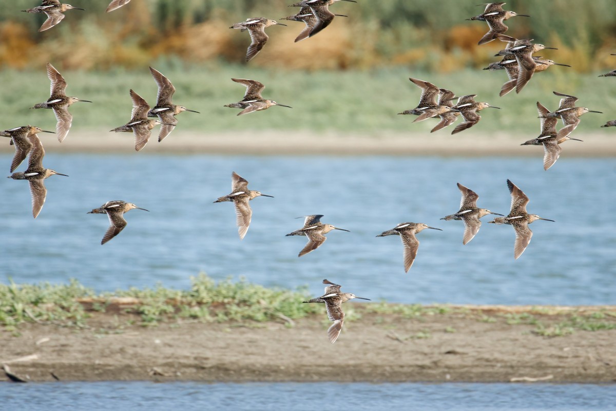 Long-billed Dowitcher - ML639504307