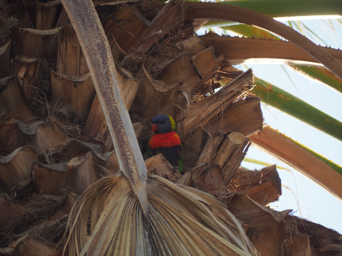 Rainbow Lorikeet - ML639504402