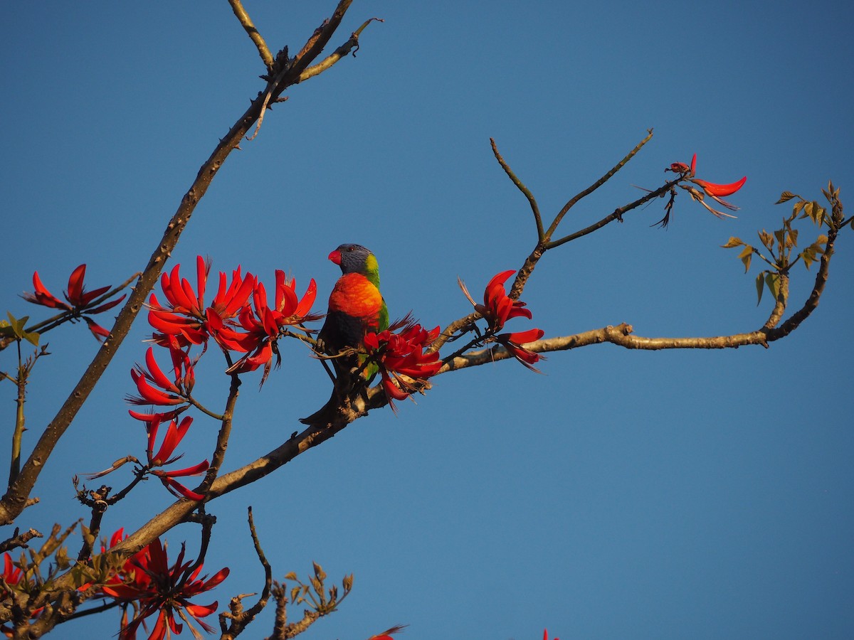 Rainbow Lorikeet - ML639504403