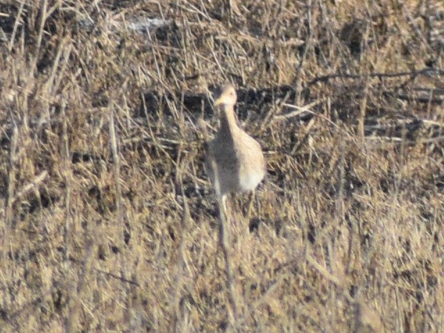Upland Sandpiper - ML639504514