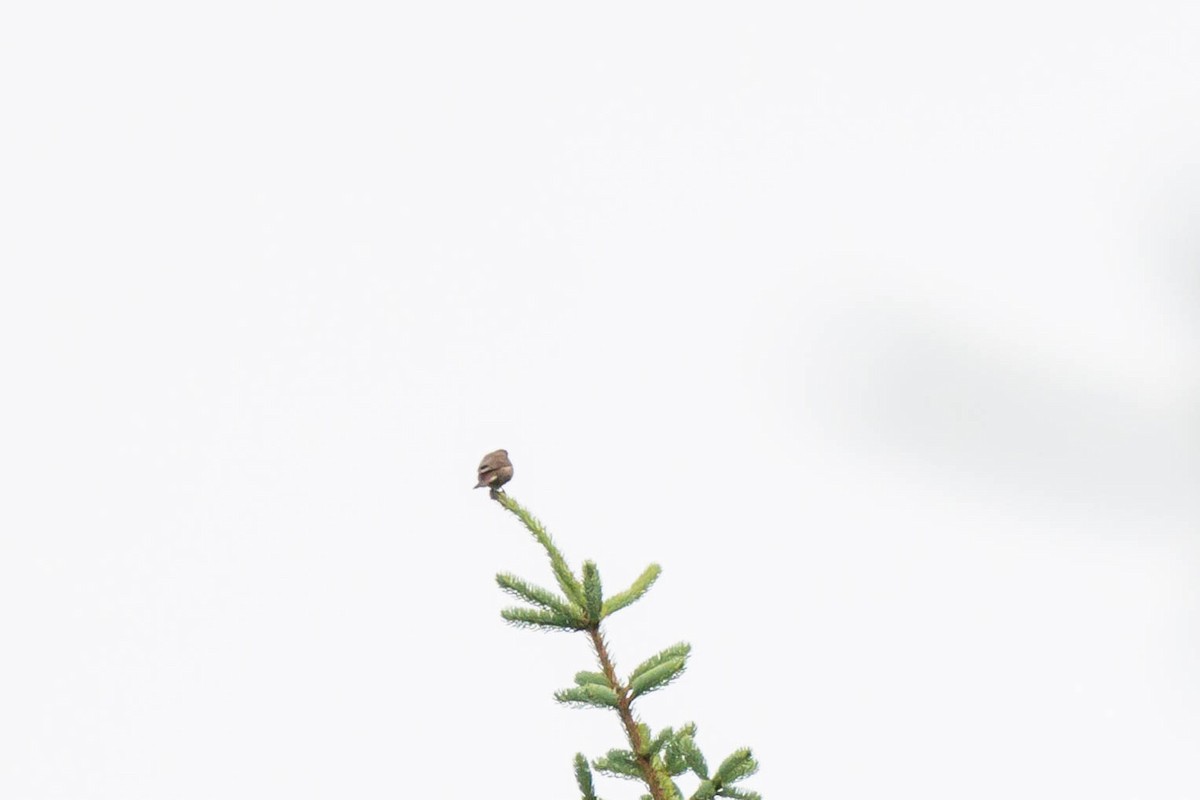 Blanford's Rosefinch - ML639504535