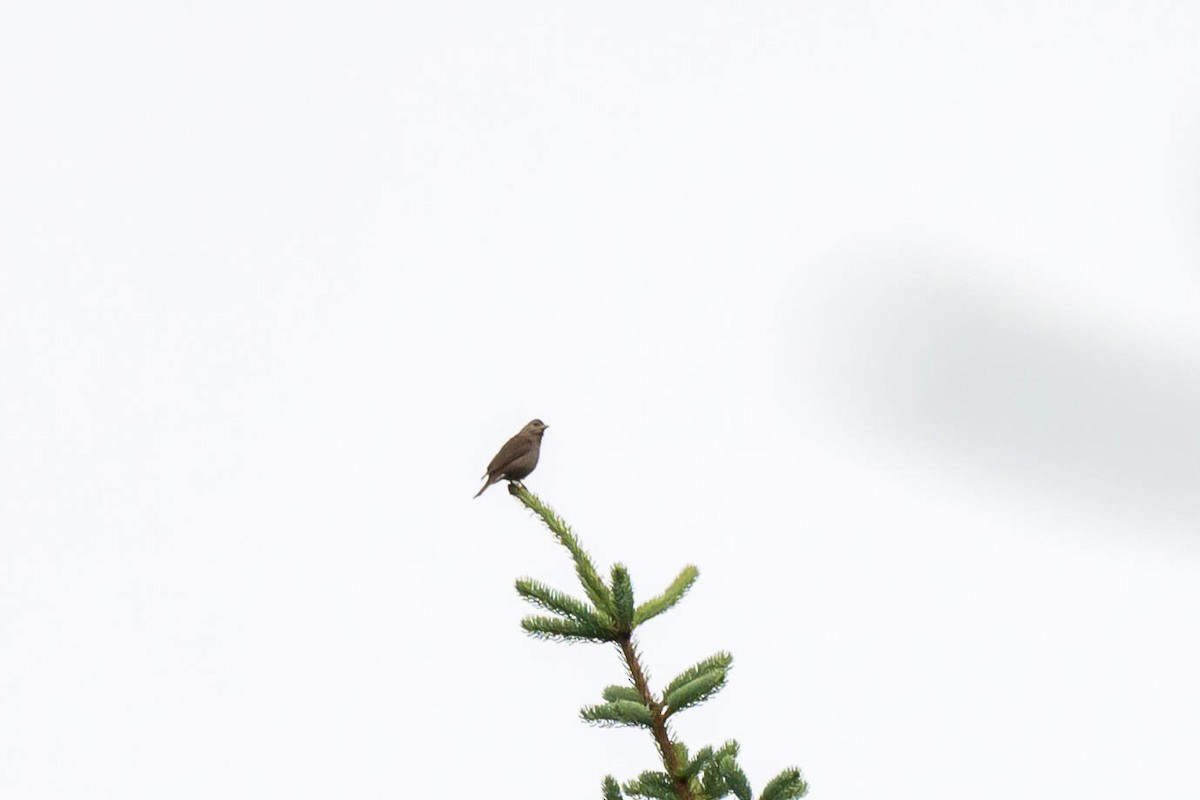 Blanford's Rosefinch - ML639504536